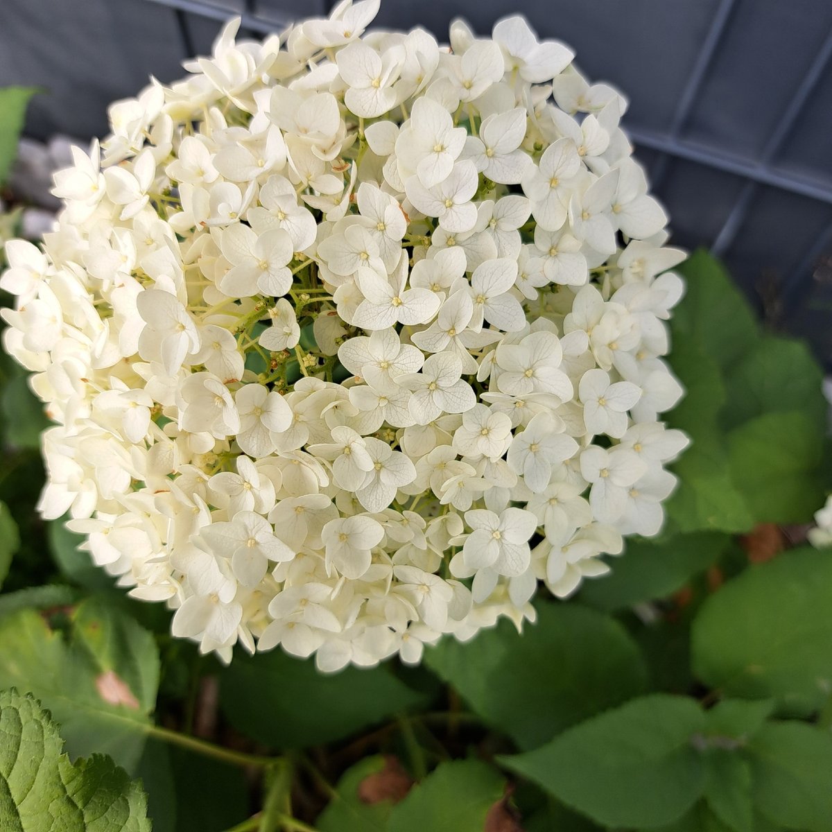 Summer garden in full bloom, flower by flower