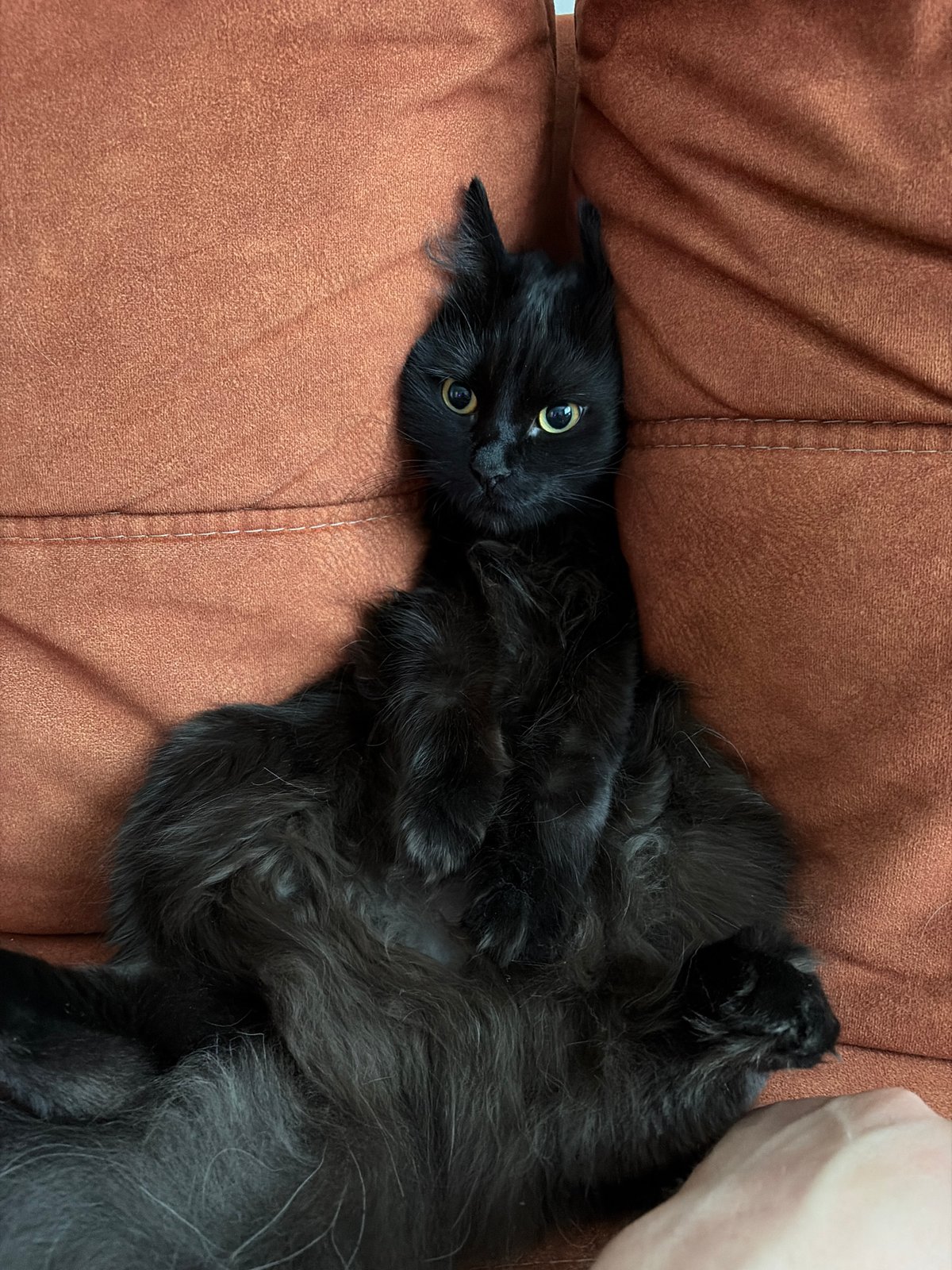 Cats relax indoors while watching TV in Rostov-on-Don