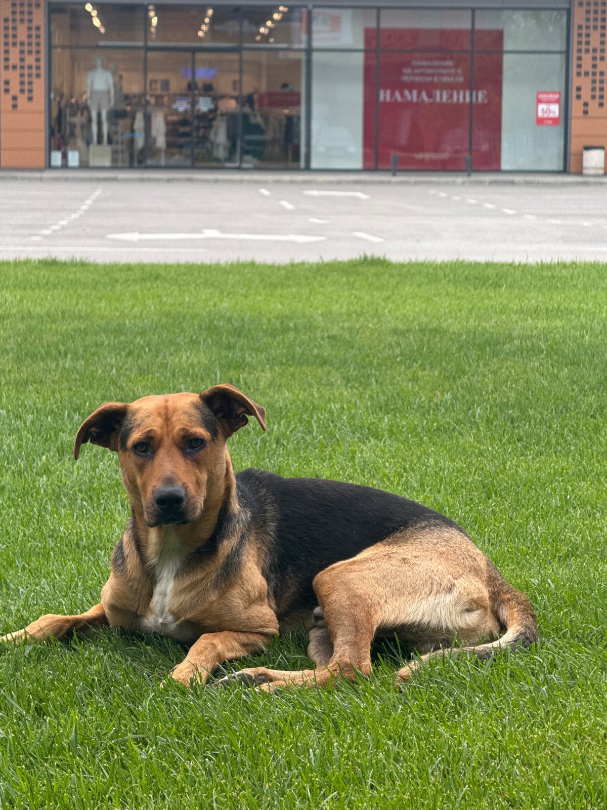 Stray dogs lounging outside an LC Waikiki in Dobrich