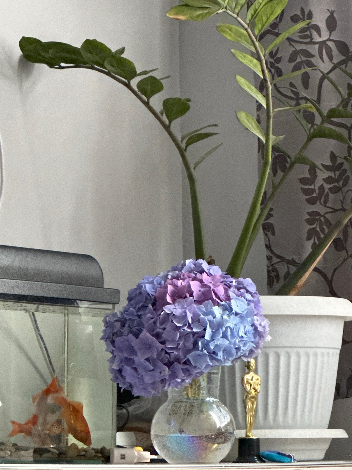 Quiet morning in a Sochi room with fish, flowers, and rest