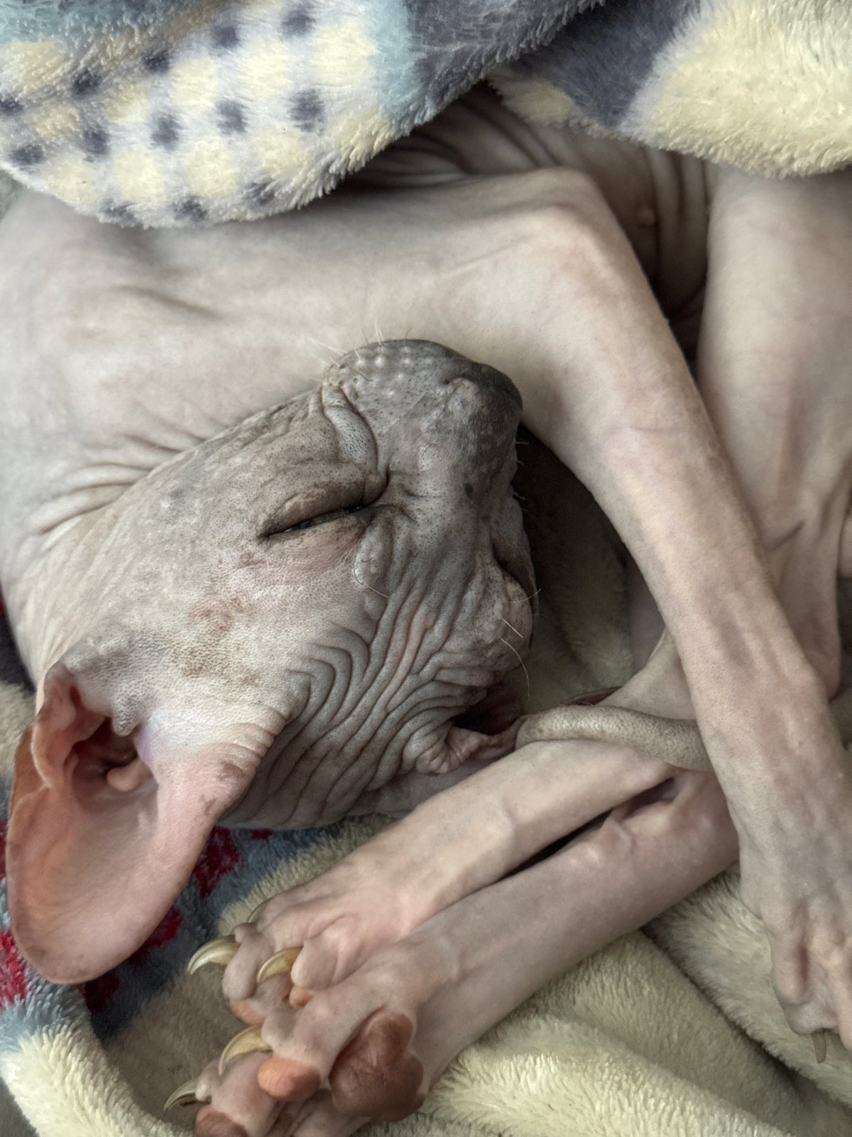Sleeping Sphynx cat briefly awakens to human touch