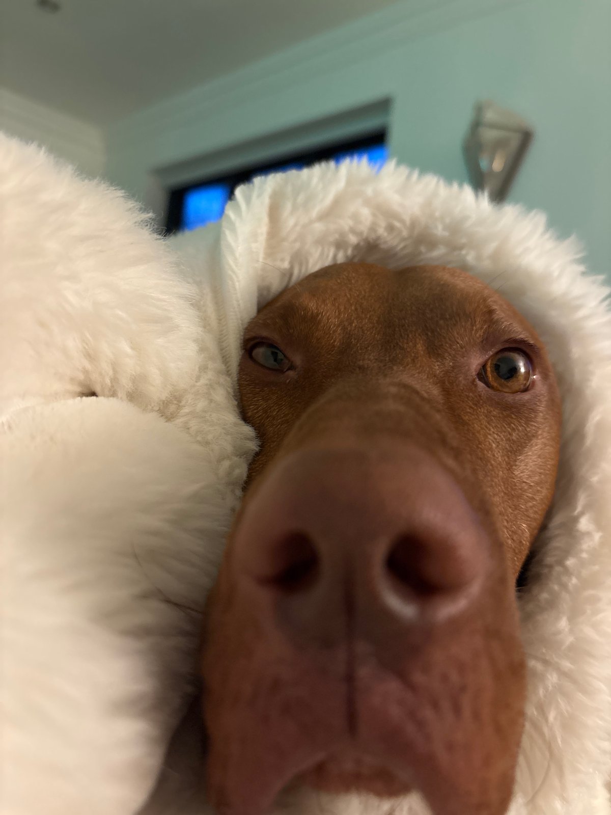 Dog photographed wrapped in white material in Welwyn Hatfield