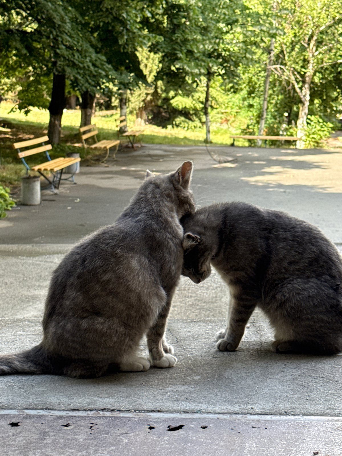Two cats share grooming moment on concrete ledge
