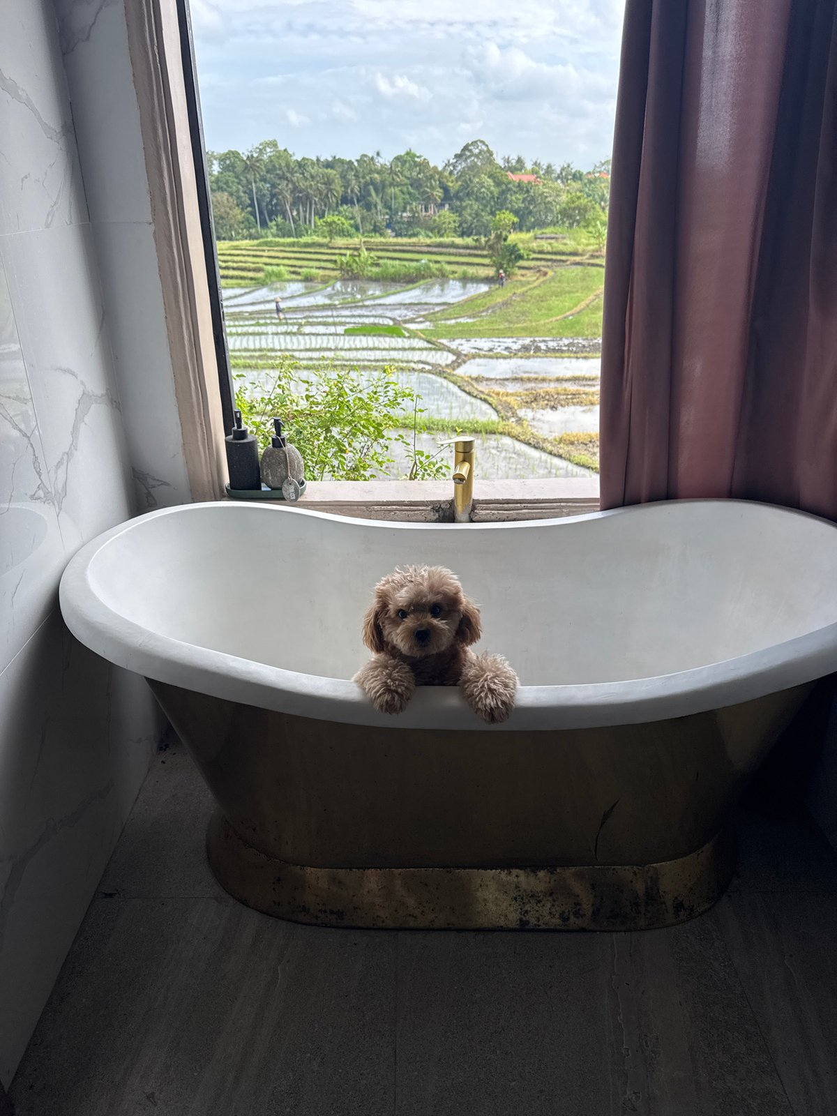 Rural farming life and pampered poodle captured in Mengwi