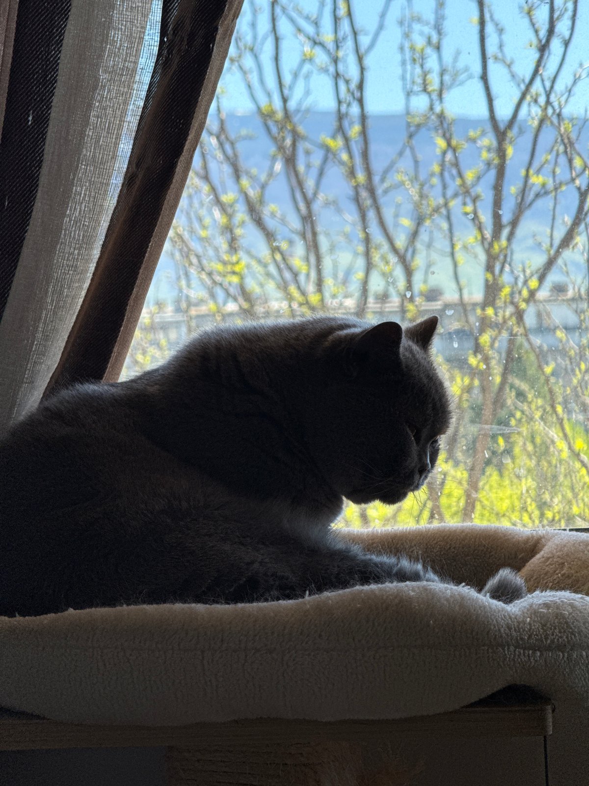 Sofia resident documents morning cleaning routine with curious gray cat