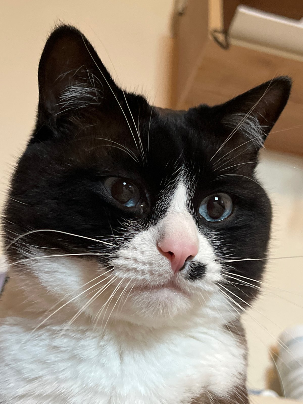 Tuxedo cat with mismatched eyes photographed up close in Russia