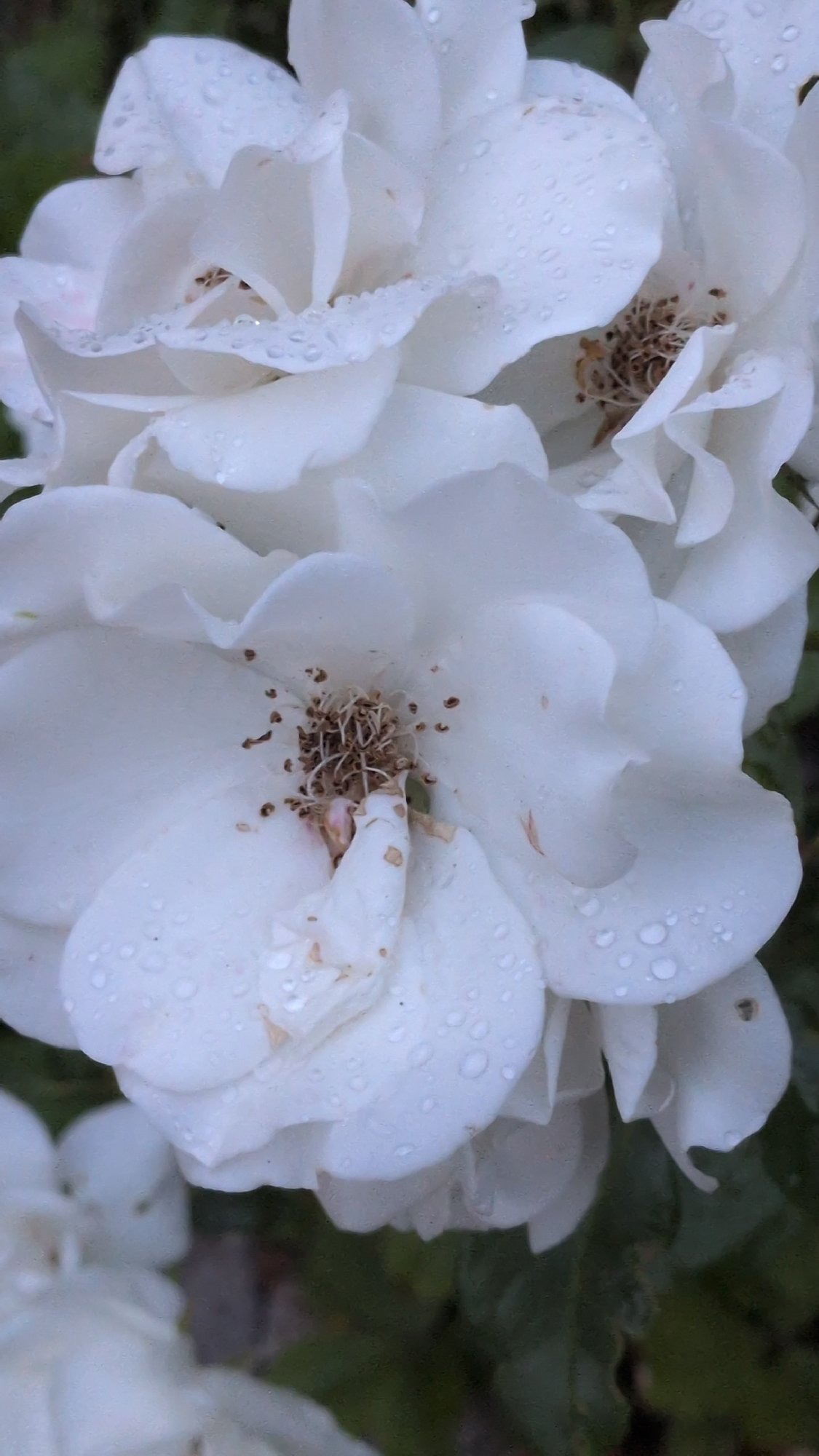 White roses with water droplets, Rastenberg