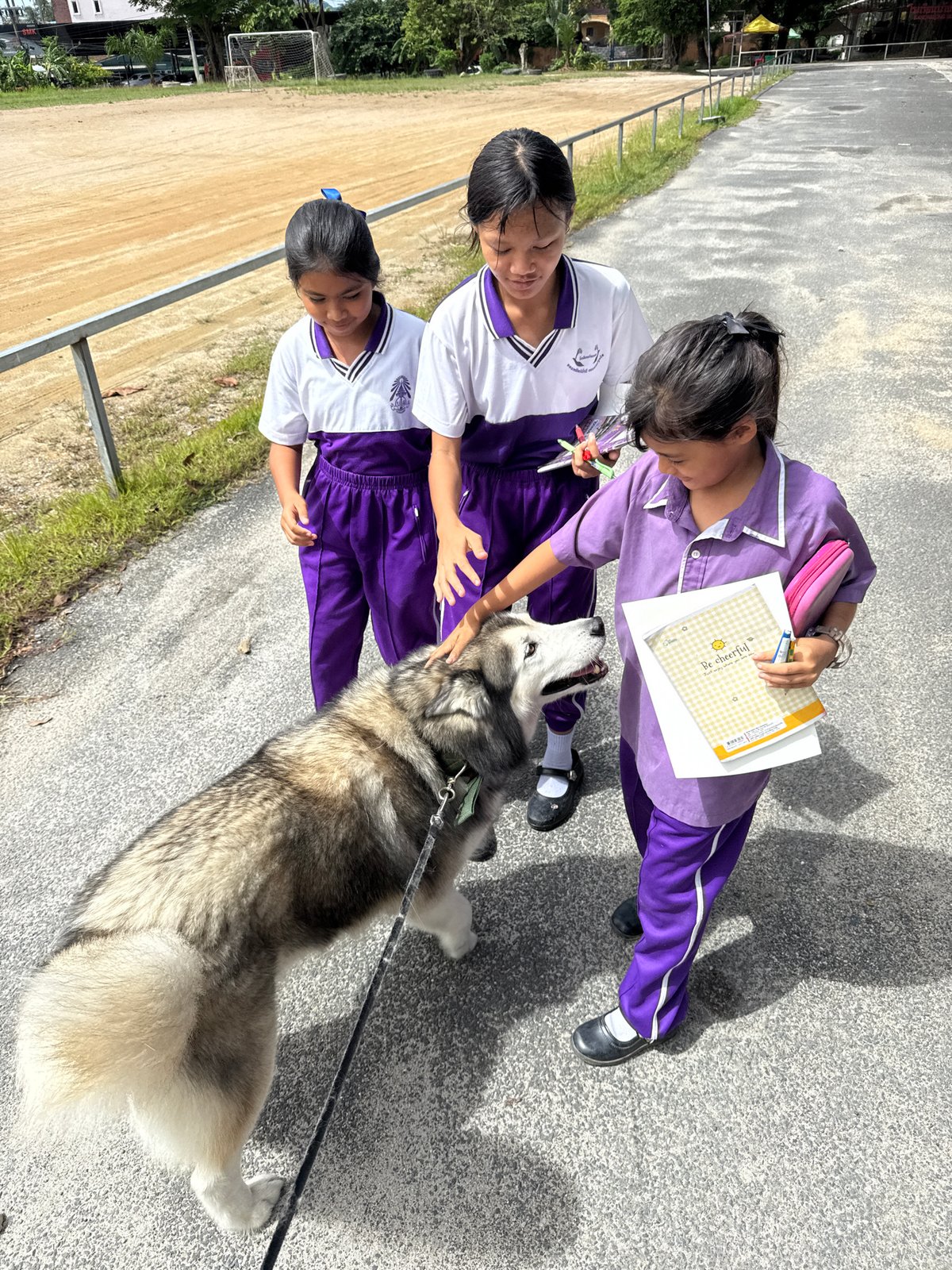 Husky walk near Chalong Temple, school uniforms in tow