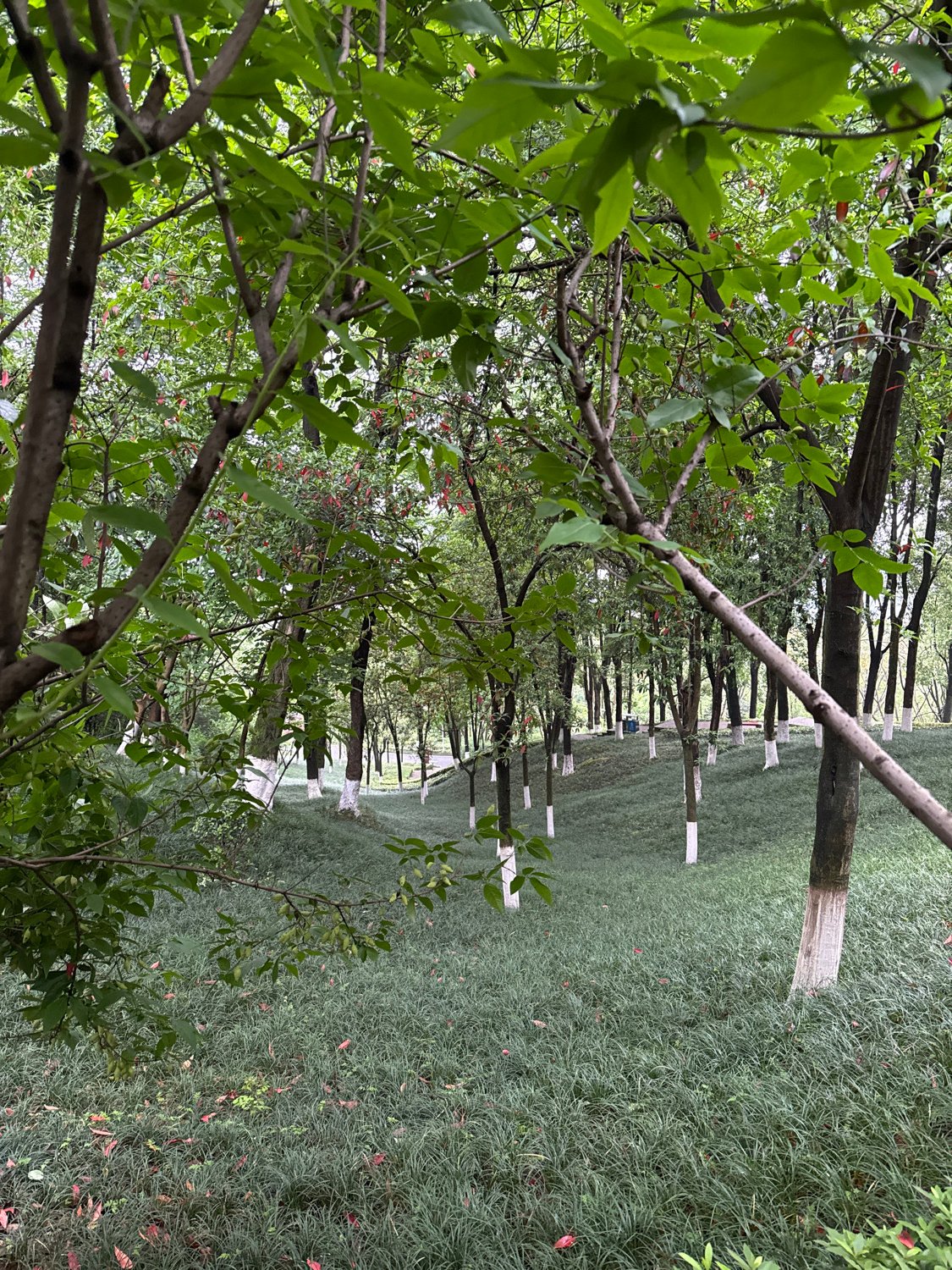 Morning recreational activities documented in Chinese urban park
