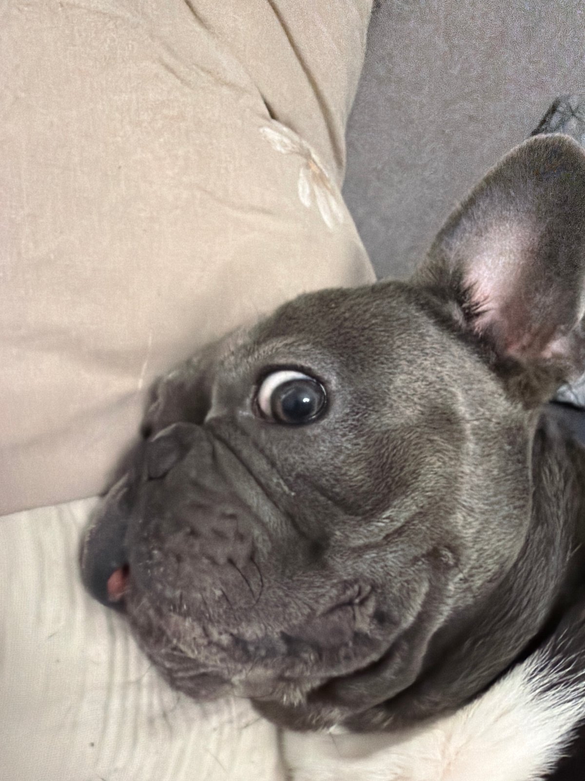 Ruse resident captures quiet evening moments with beloved French bulldog