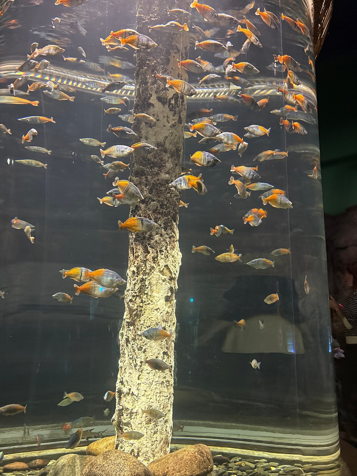 Visitor documents aquarium and metro tour across Saint Petersburg