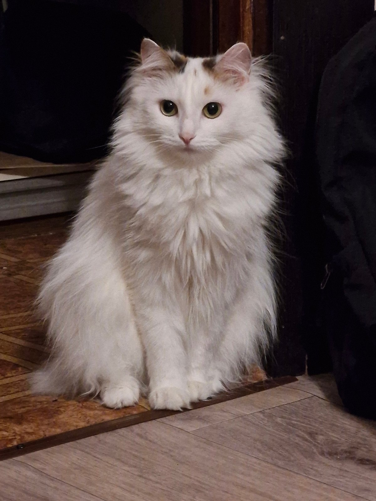 Indoor photos of cat and woman captured in Yekaterinburg