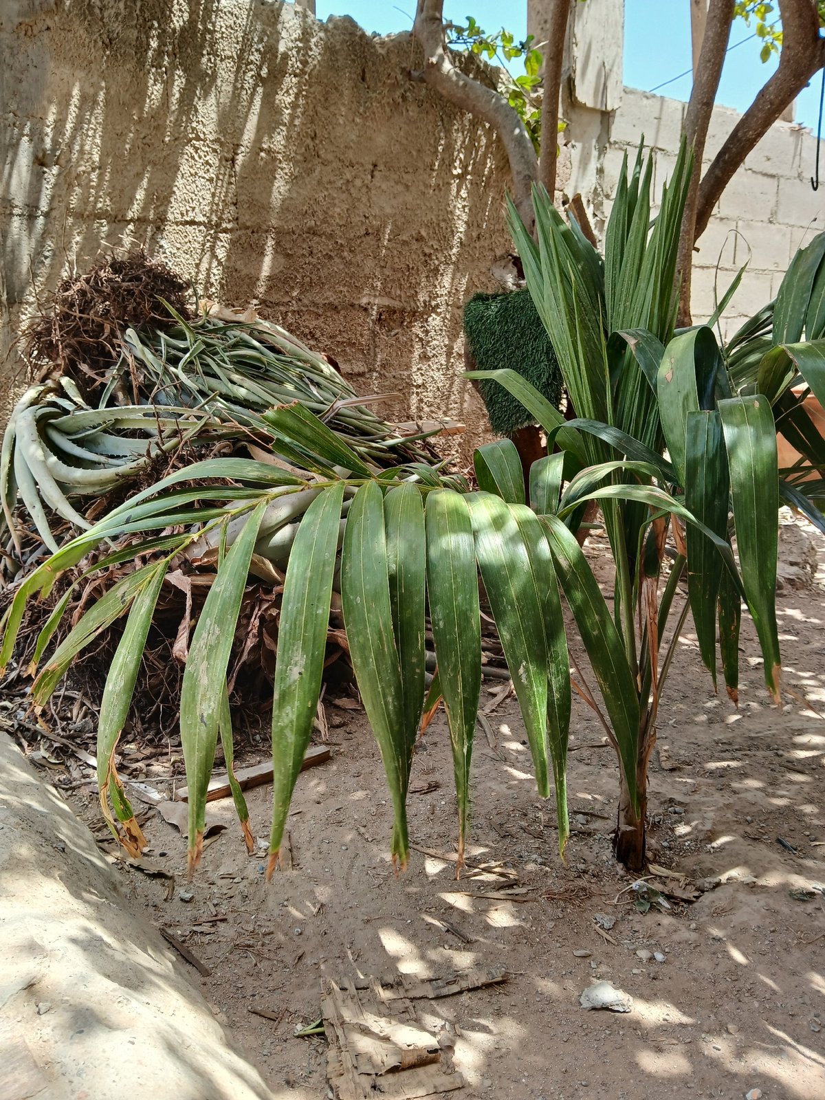 Juan Griego resident documents cooking, gardening, pet moments