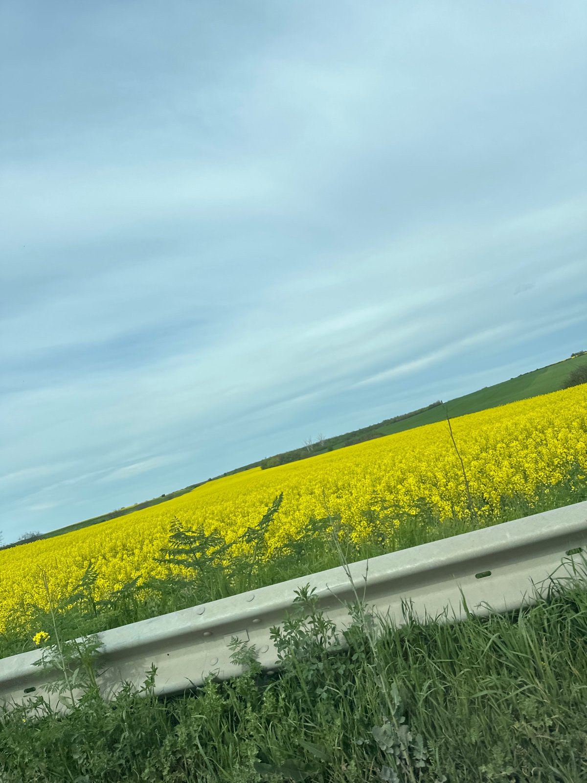 Driver documents countryside journey past yellow rapeseed fields