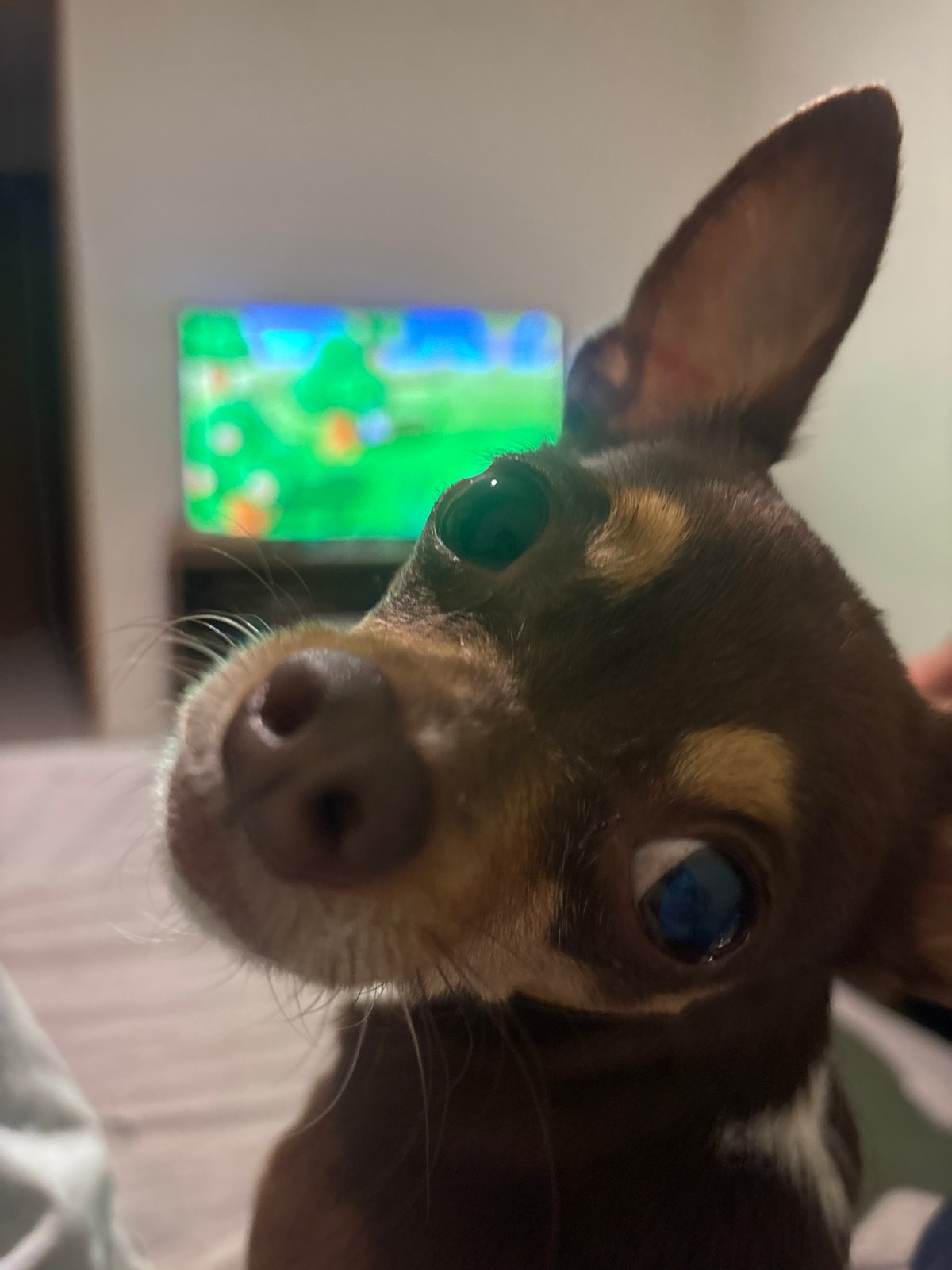 Curious Chihuahua photographed close-up in Puebla, Mexico