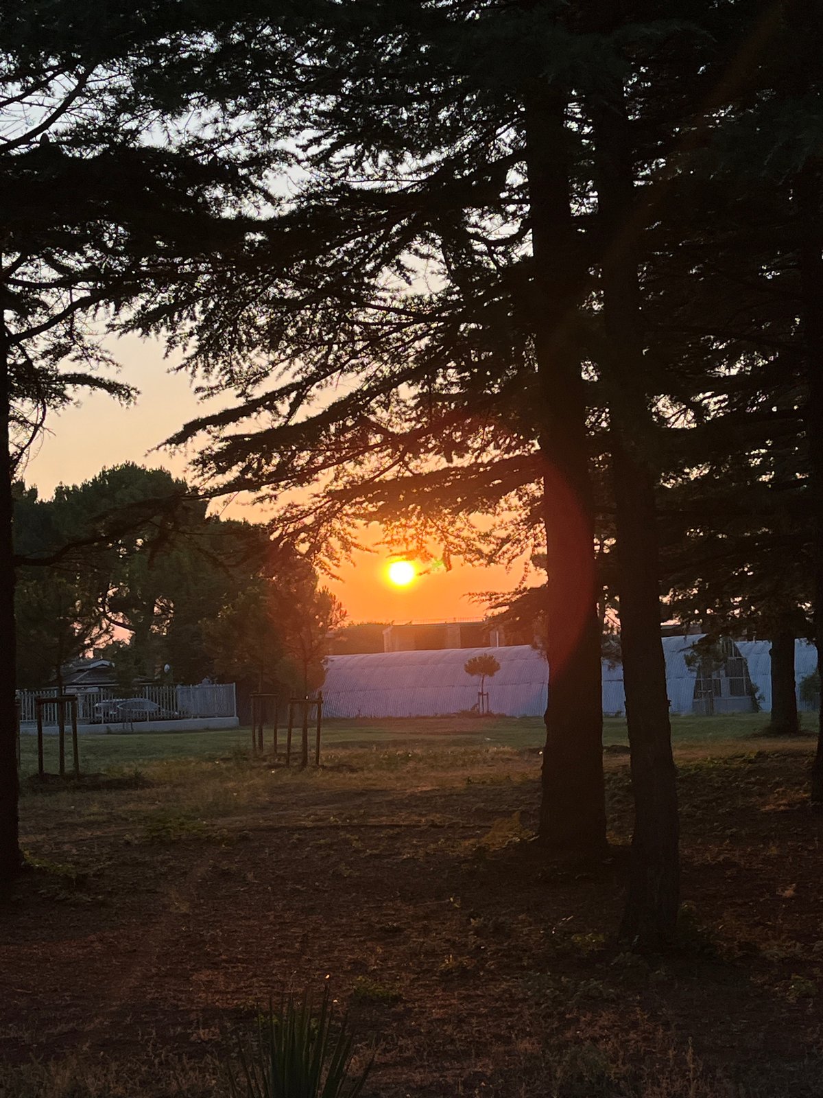 Golden light through pines at the Nesebar waterfront