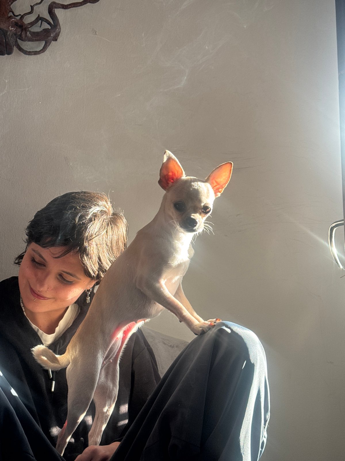 Woman with piercings holds Chihuahua in Sofia