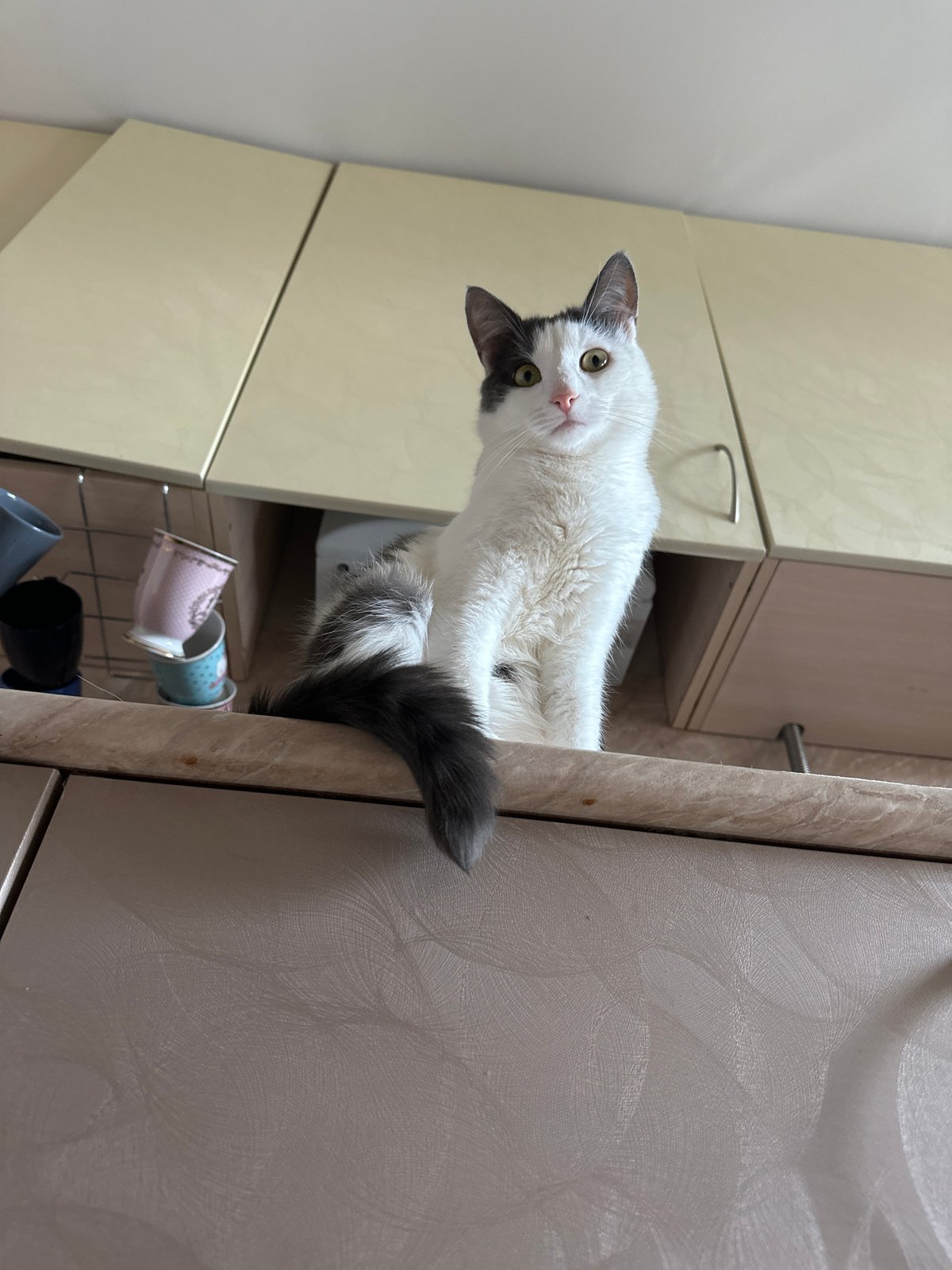 Woman documents afternoon with cats at Vladimir home