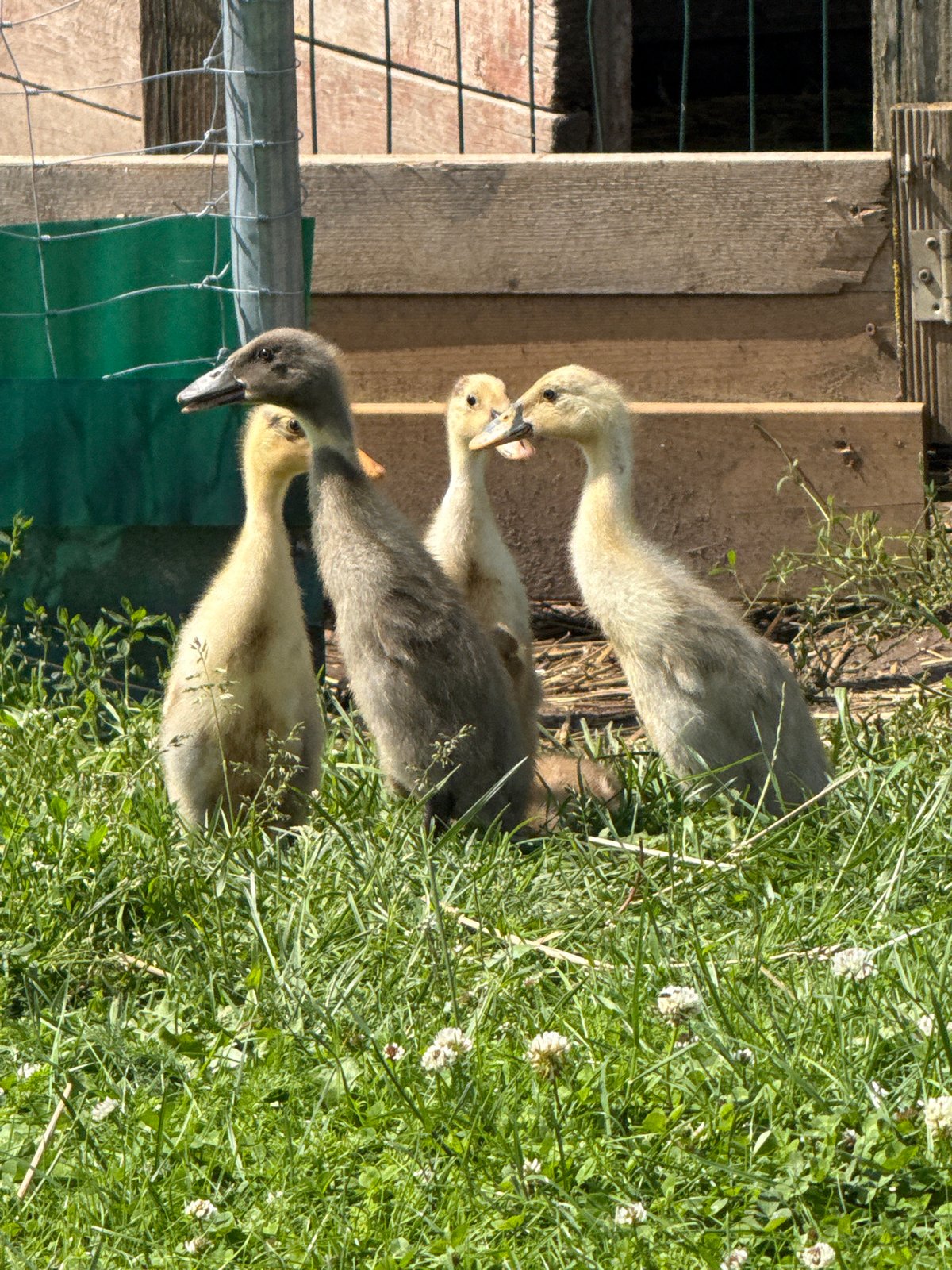 Horses and ducklings on a quiet Lithuanian farm