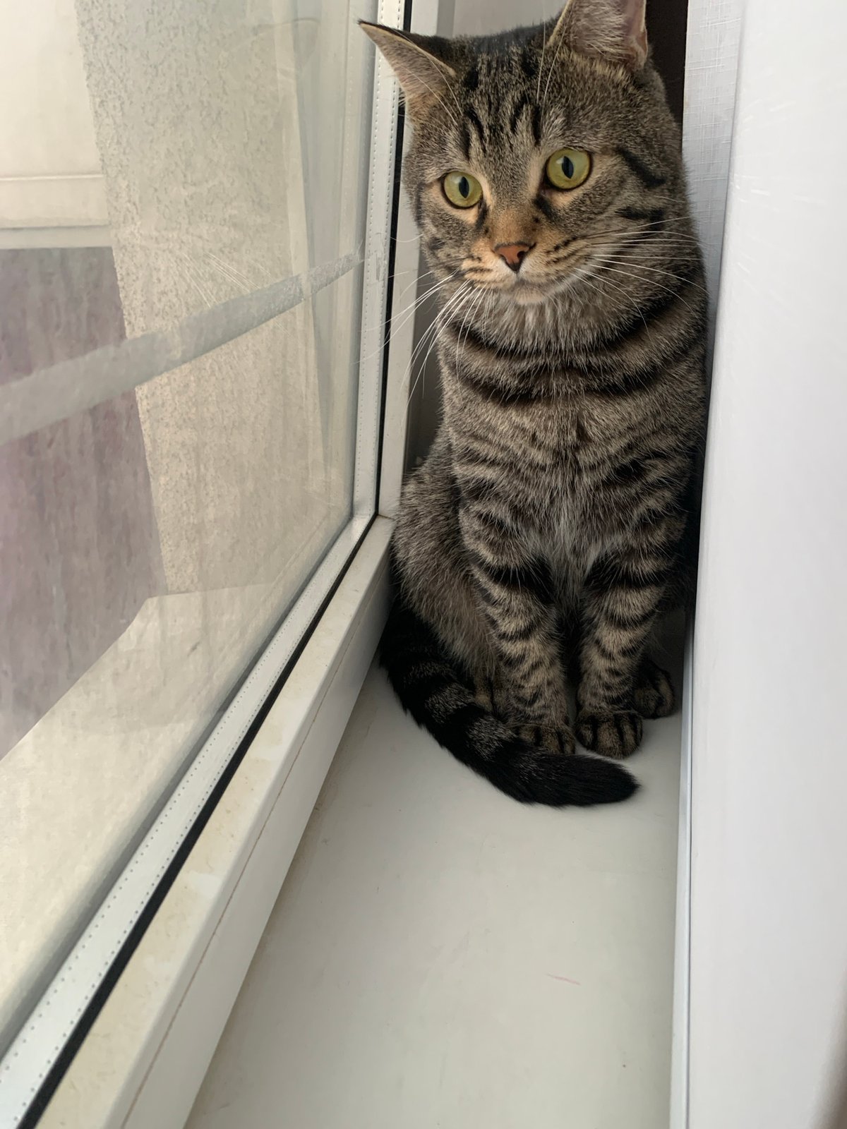 Tabby cat observed in early morning indoor activity session