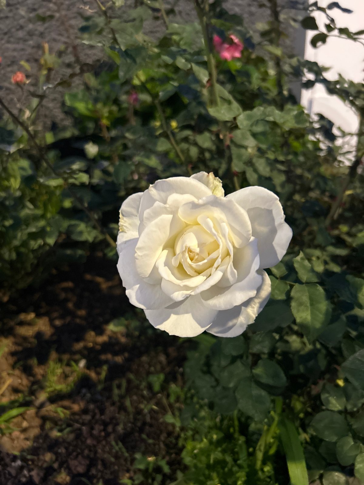 Evening observations capture rose bloom, construction activity in Câmara de Lobos