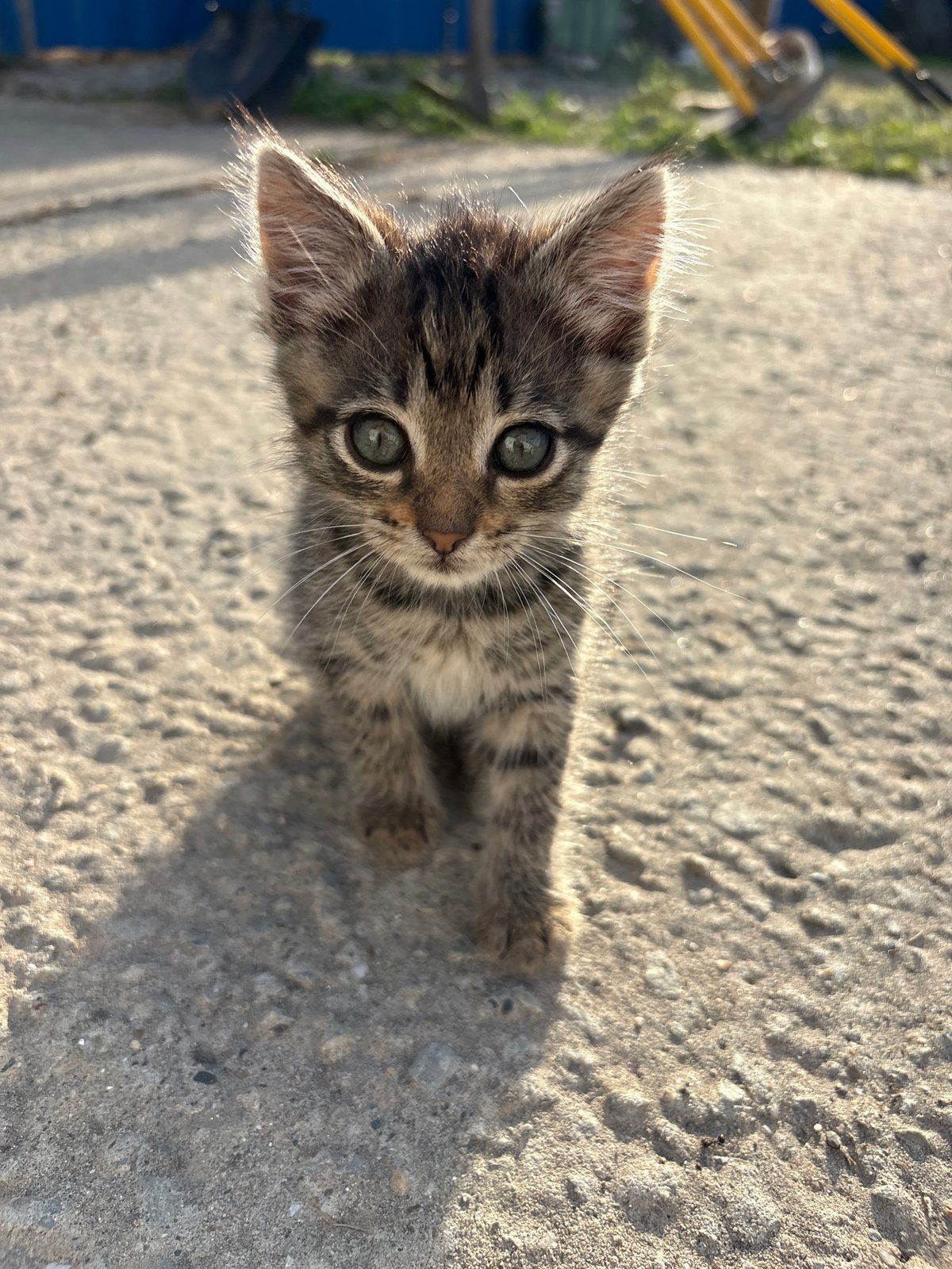 Stray cats and kittens documented across Ukrainian villages