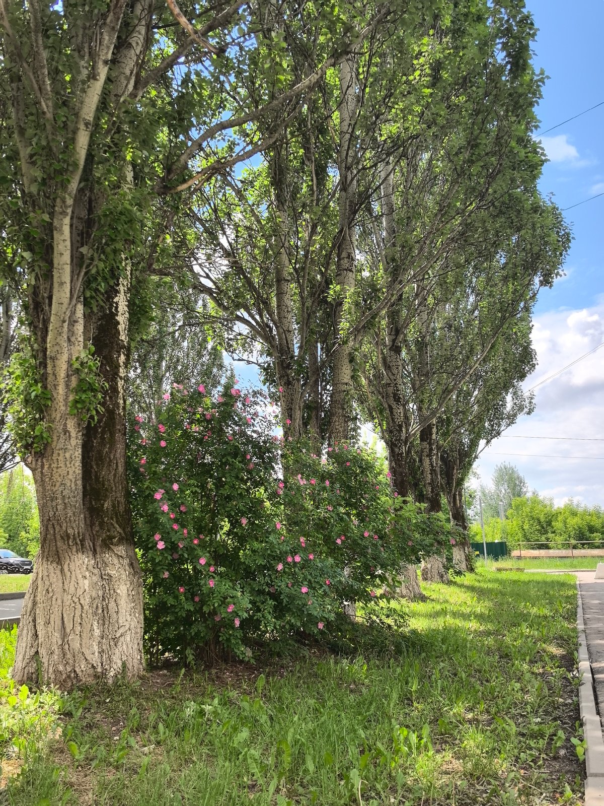 Morning scenes documented in Perm parks and playgrounds