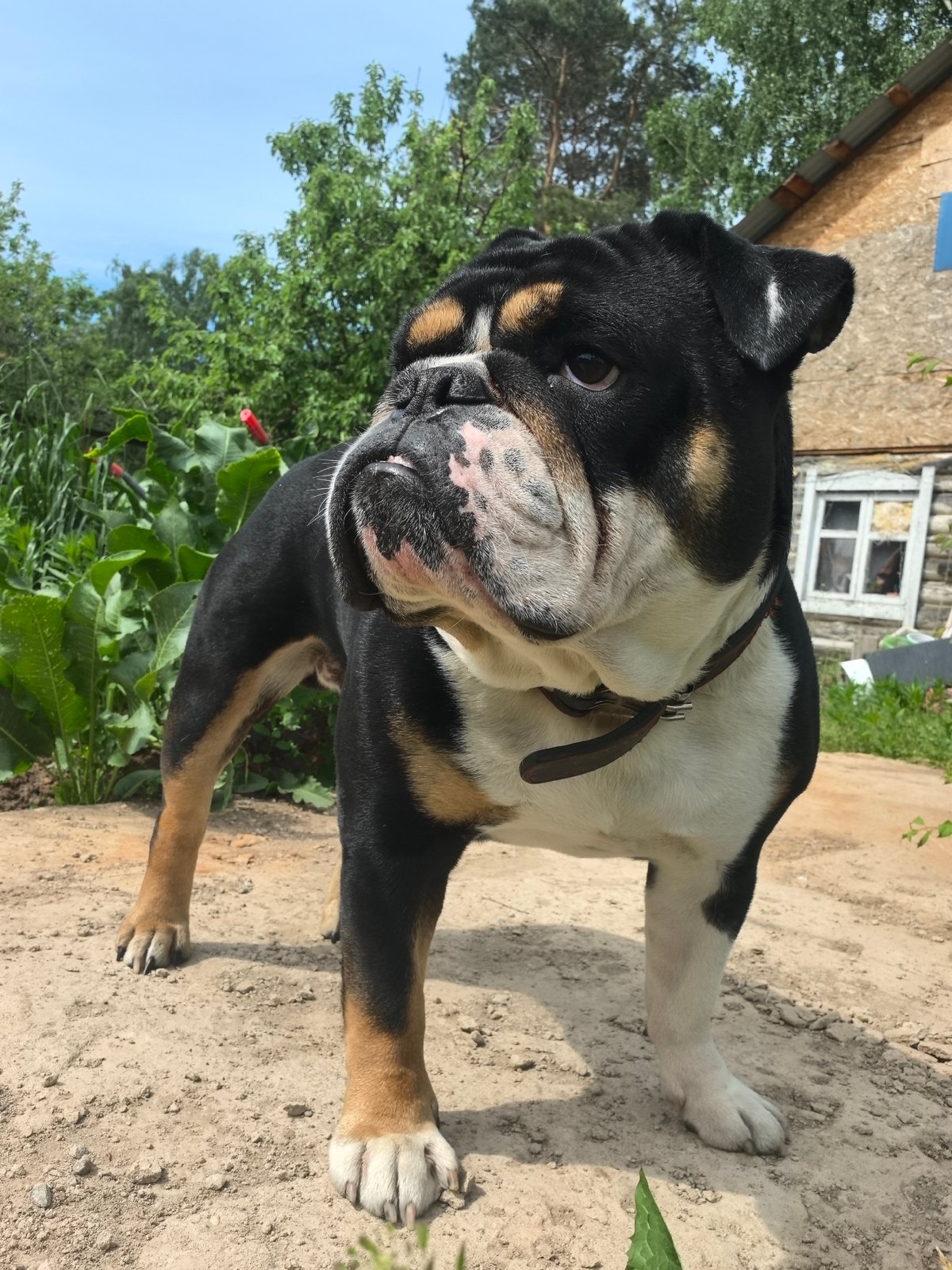 Morning snapshots capture dog, woman, flowers in Russian village yard