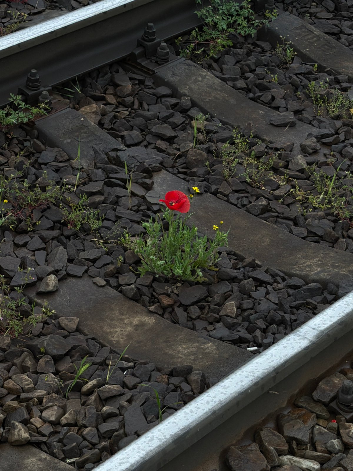 Morning scenes captured in Russian towns show cats, flowers