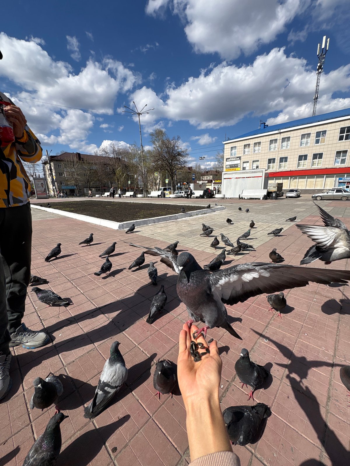 People feed pigeons in sunny Ulyanovsk square
