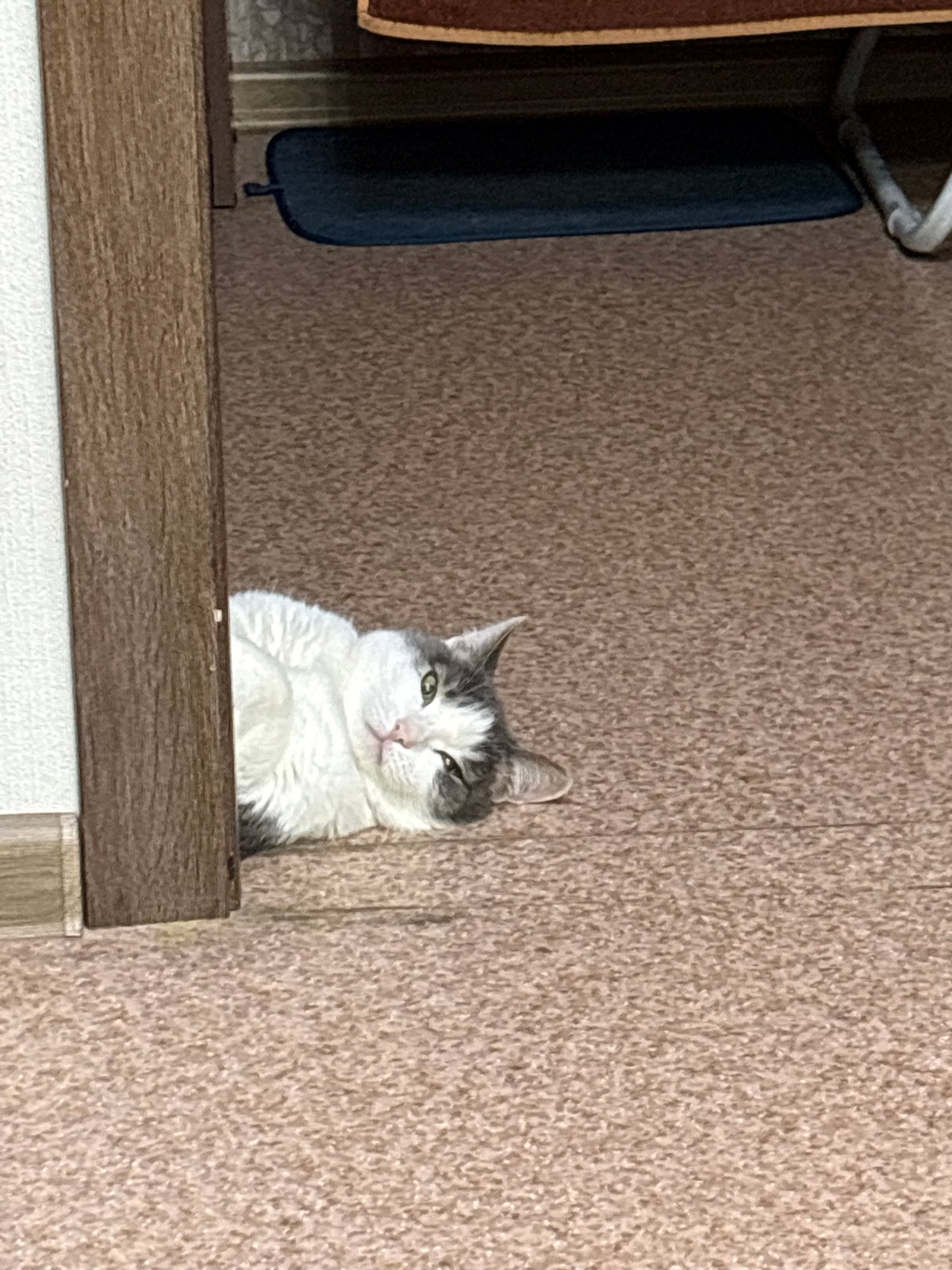 Grey and white cat lounging around a Russian apartment