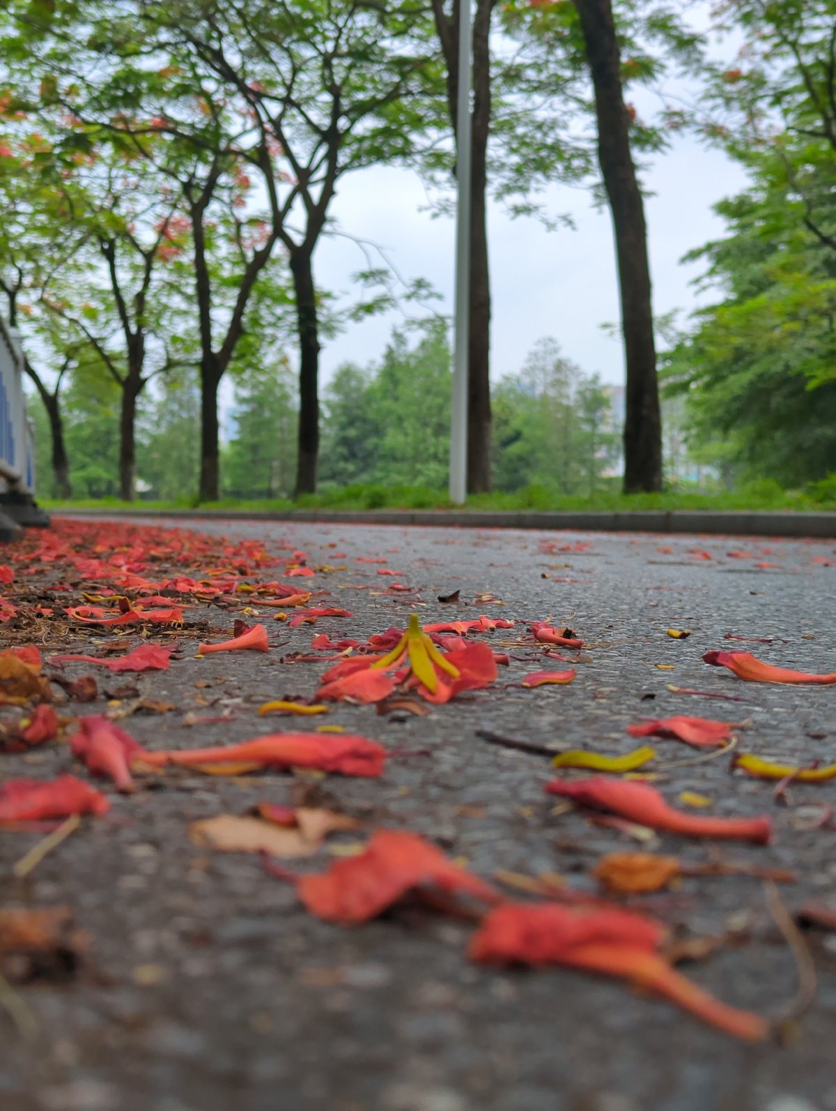 Spring flowers bloom and scatter across Shunde District streets