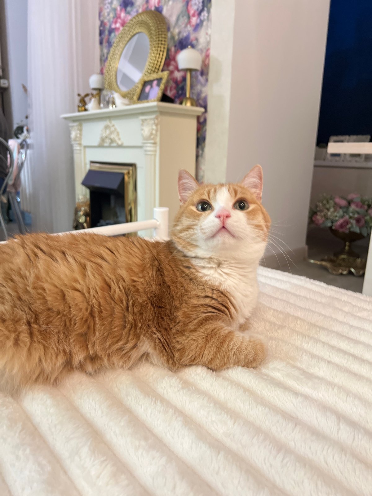 Domestic life documented in Chaikovsky: pets, pizza, portraits