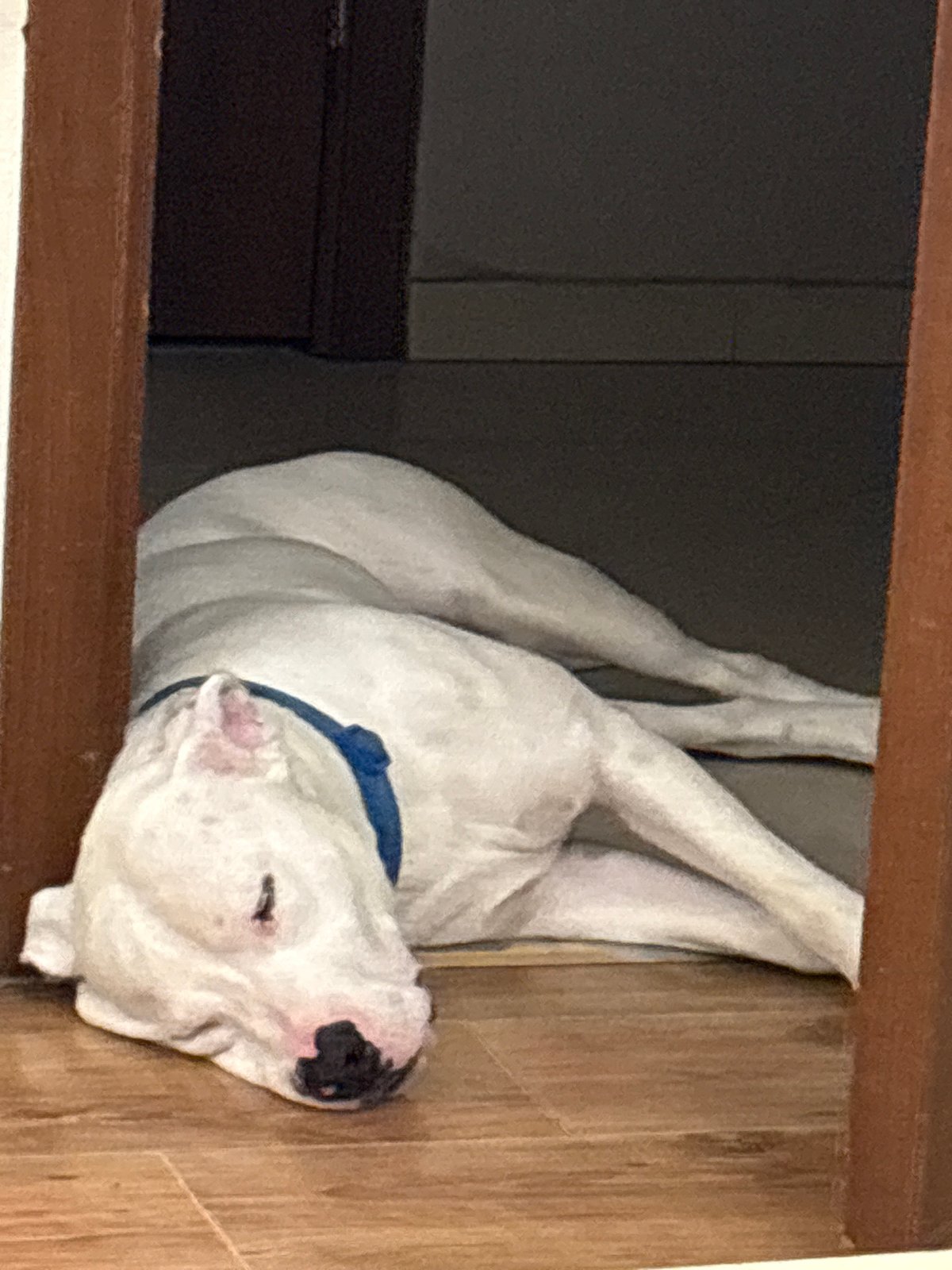Dog napping, wall art, and an energy drink at home