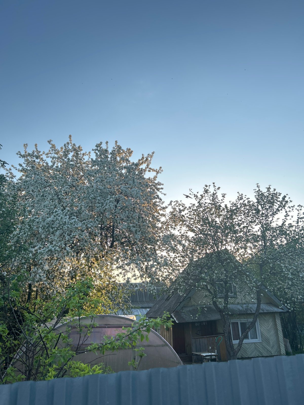 Apple trees bloom in rural Bashur, Russia village scene