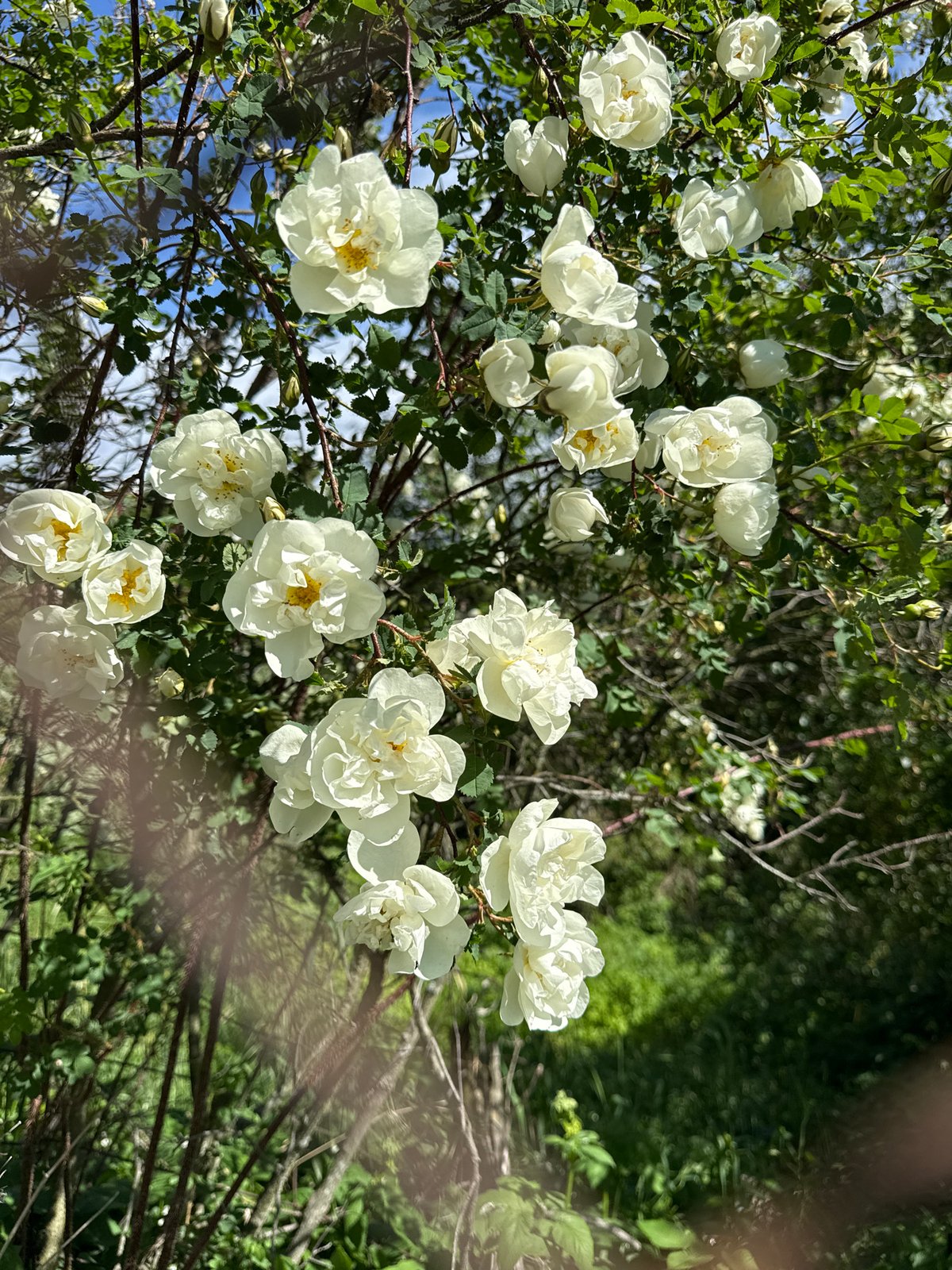 Everyday moments captured: flowering roses and scratched steel bowl
