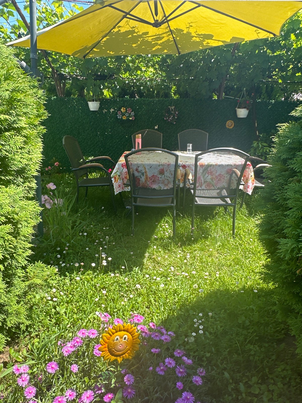Quiet afternoon in Bulgarian garden with roses, dogs, car