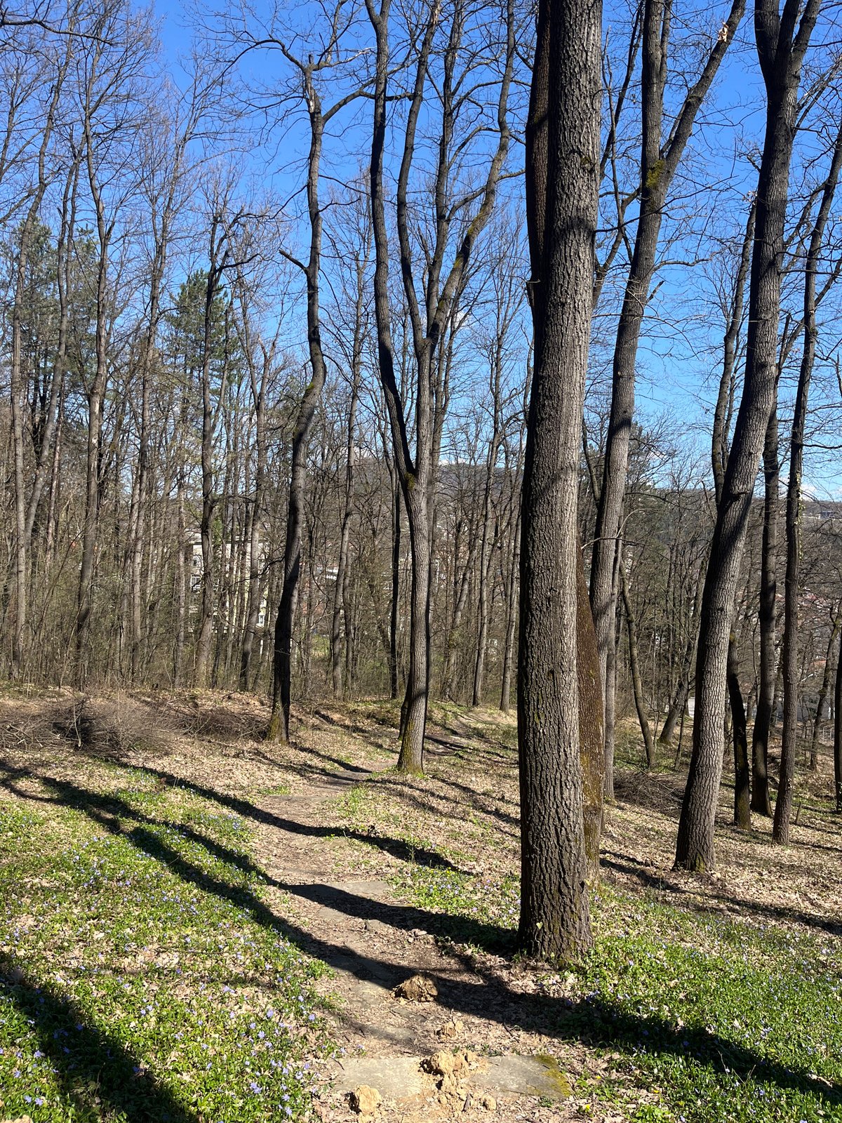 Spring flowers bloom amid bare trees in Gabrovo park