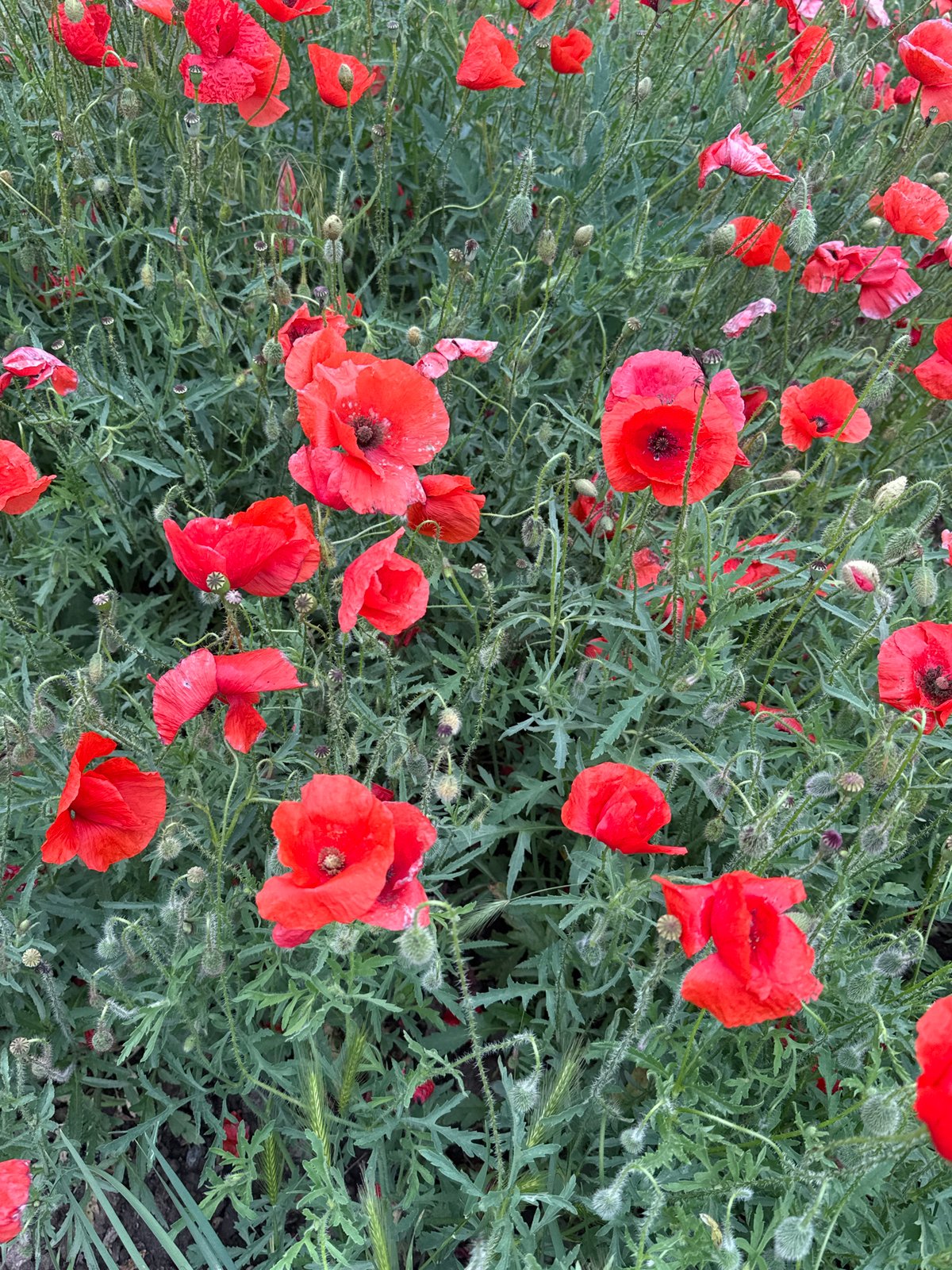 Woman documents flower garden visit in Kryvyi Rih, Ukraine