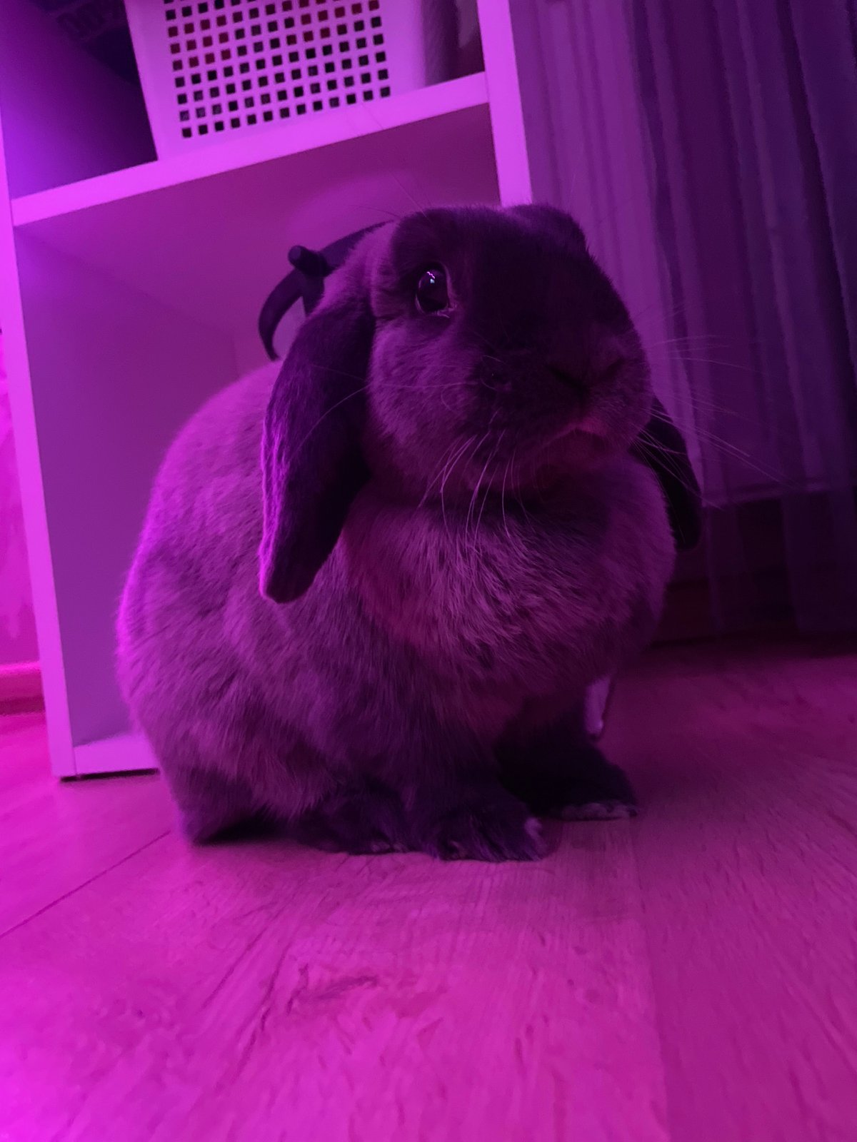 Pet owner documents rabbit and cat under colorful lighting