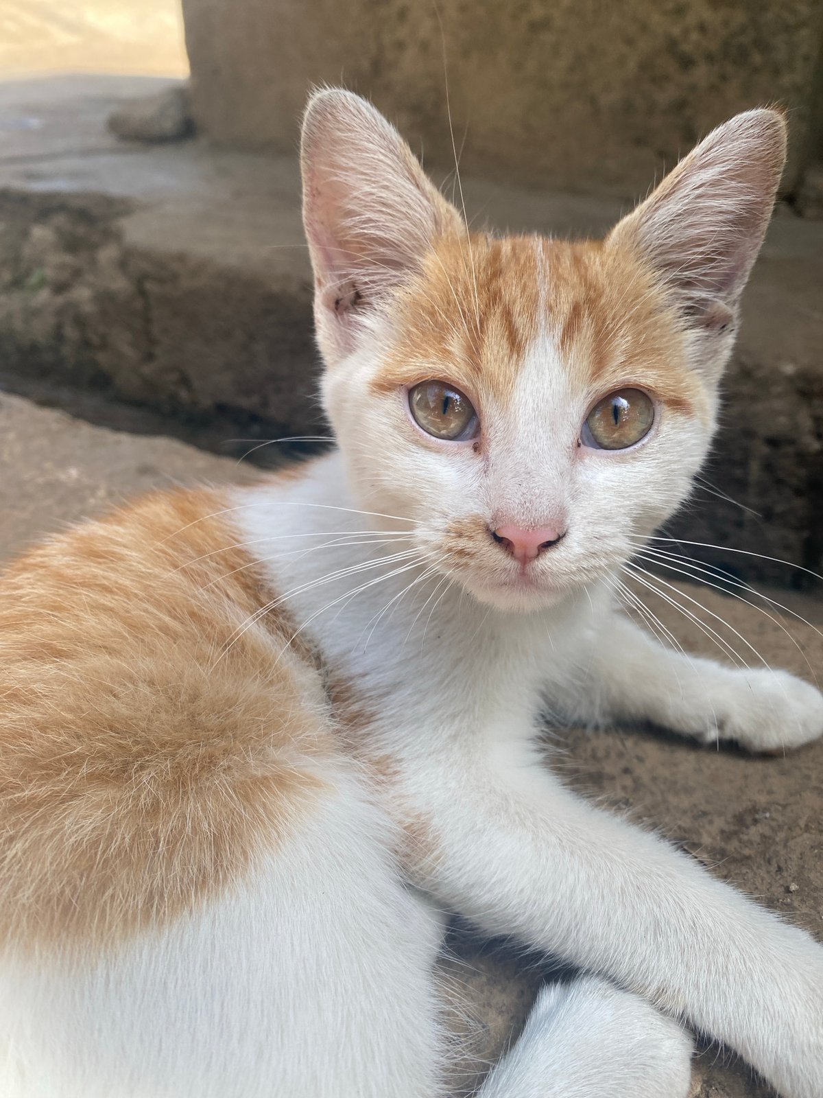 Person documents tender moments with chicks and kittens in Nigeria