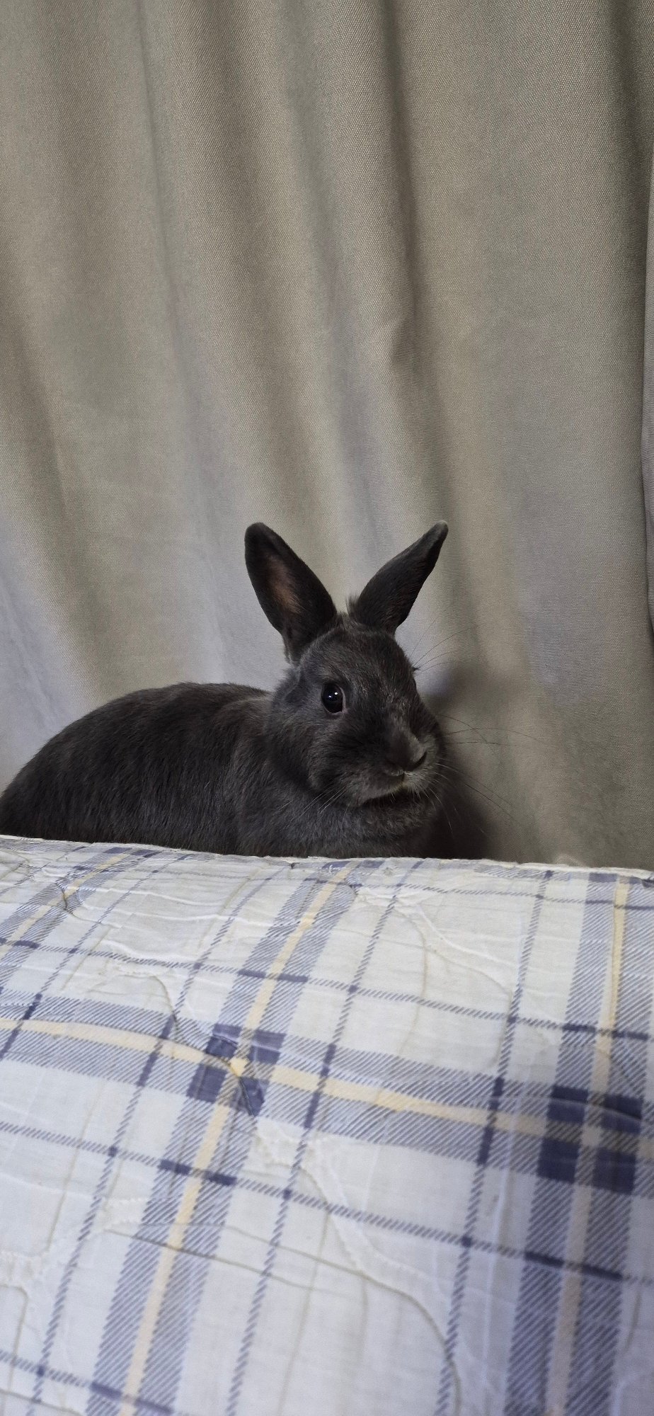 Dark gray rabbit chilling on blankets, multiple angles