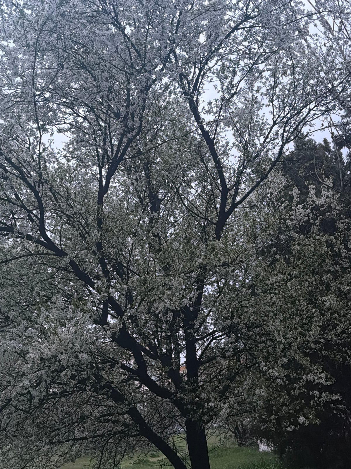 Spring blooms brighten urban Plovdiv streetscape
