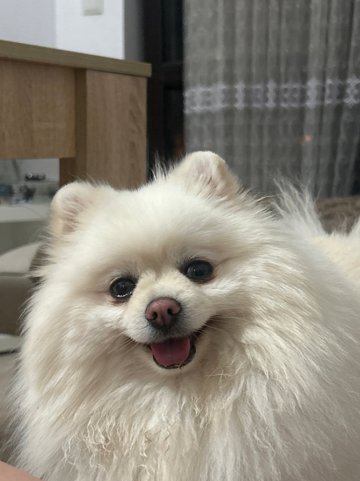 Pomeranian and kitten meet indoors in Varna