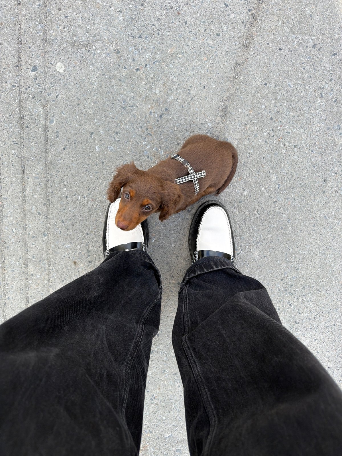 Dachshund puppy in houndstooth harness spotted on Montreal street