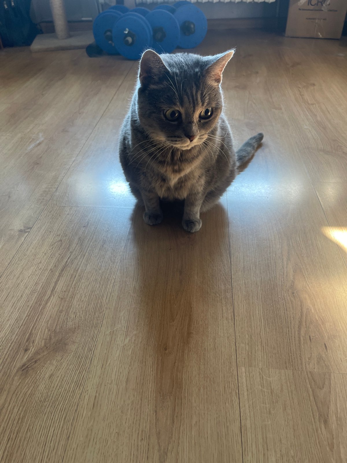 Scottish Fold tabby relaxing around the house