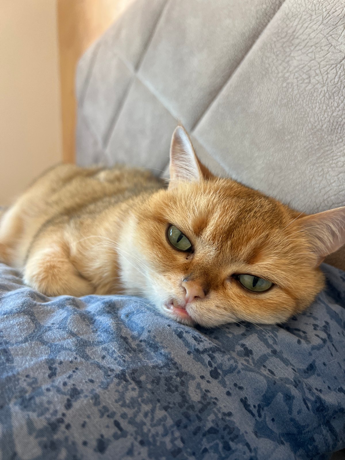 Cat rests on cushioned surface in Montenegro village