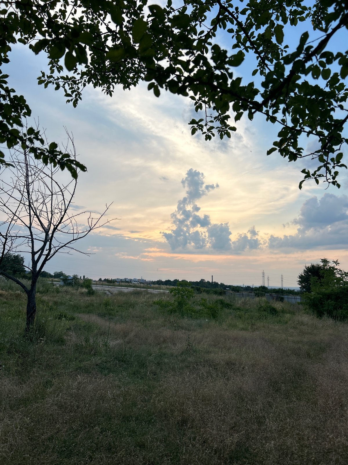 Dog explores a dry field at dusk, owner nearby