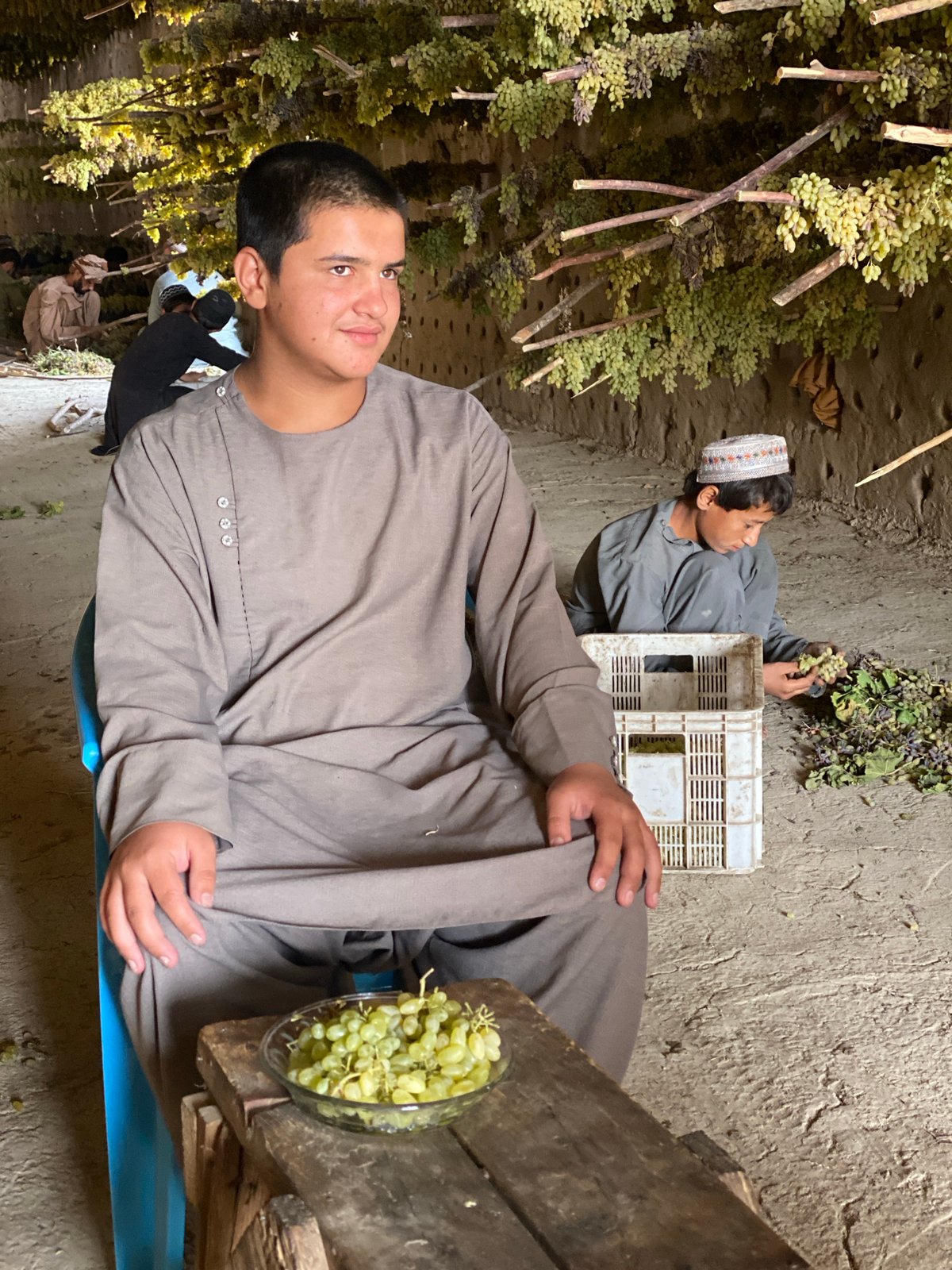 Grape harvest and drying underway in Senjaray, Afghanistan