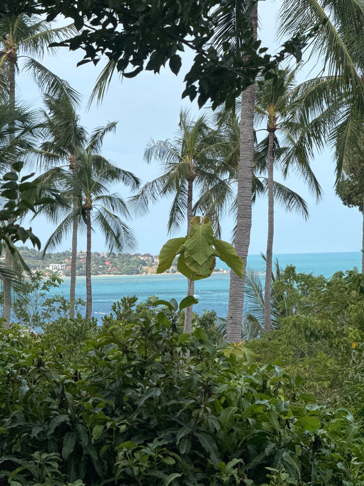 Strolling through a tropical Ko Samui neighborhood and local café